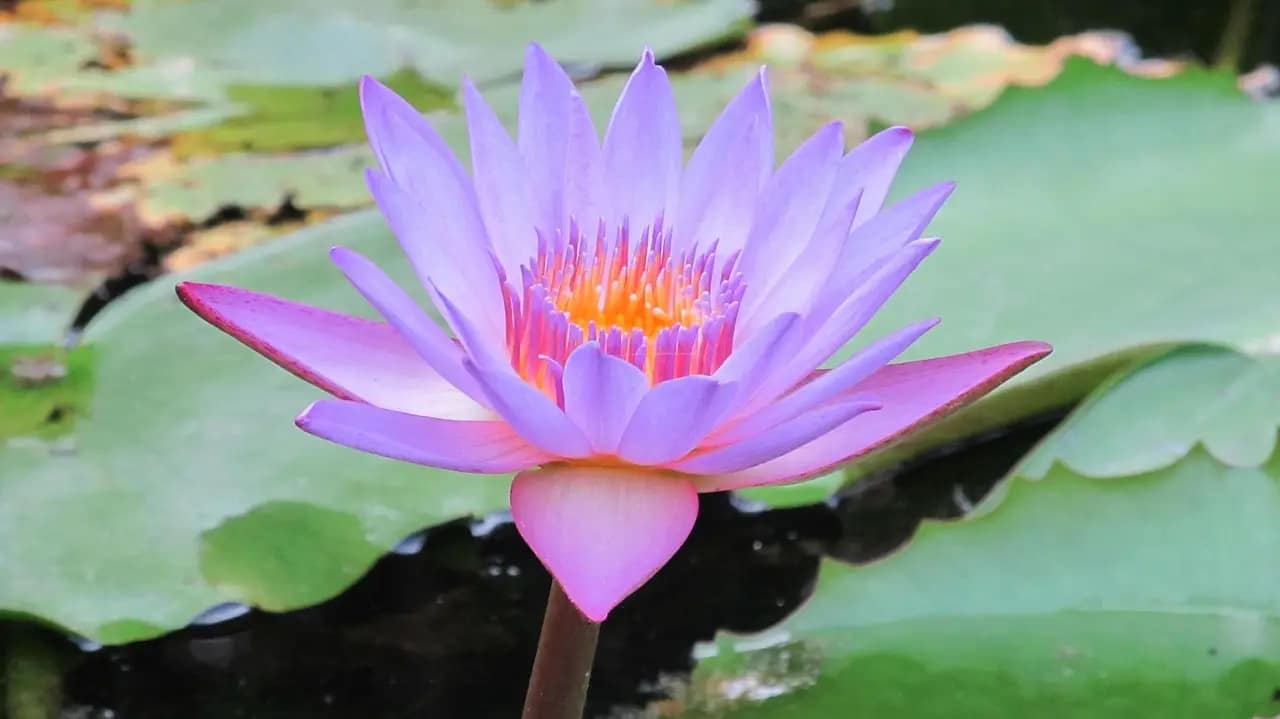 Elegant purple lotus bloom evoking restoration, clarity, and the quiet luxury of AyurVedic care